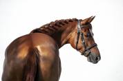 Lovely Young Mare with MSLT Pedigree, in Foal to Tokyo 