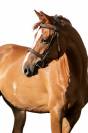 Lovely Young Mare with MSLT Pedigree, in Foal to Tokyo 