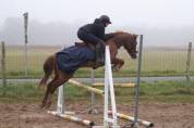 PONEY A CONFIER