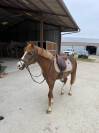 PONEY A CONFIER