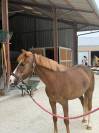 PONEY A CONFIER