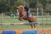 PONEY A CONFIER