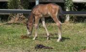 Foal par H Clyde des Rivières