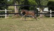 Foal par H Clyde des Rivières