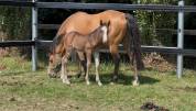 Foal par H Clyde des Rivières