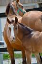 Foal par H Clyde des Rivières