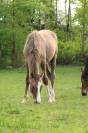 À vendre – Superbe poulain OC : Oduick des Rauracks