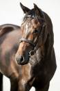 Young Mare with Excellent Pedigree and Foal by Douglas 