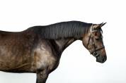 Young Mare with Excellent Pedigree and Foal by Douglas 