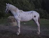 À vendre – Sublime pouliche OC : Oparta des Rauracks