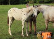 À vendre – Sublime pouliche OC : Oparta des Rauracks