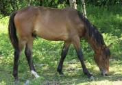 À vendre – Magnifique poulain OC : Orphéon des Rauracks