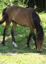 À vendre – Magnifique poulain OC : Orphéon des Rauracks
