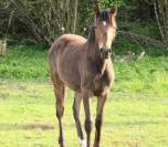 À vendre – Magnifique poulain OC : Orphéon des Rauracks