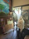 Superbe cheval 9 ans