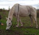 Ponette onc