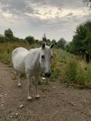 Ponette onc