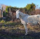 Ponette onc