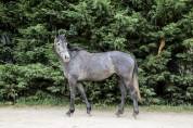 Ponette Connemara 4 ans 