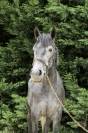 Ponette Connemara 4 ans 