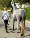 Merrie Welsh Pony (Section B) Te koop 2020 Schimmel ,  Adagio de l'Aurore