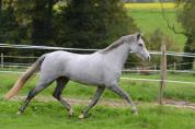 Merrie Welsh Pony (Section B) Te koop 2020 Schimmel ,  Adagio de l'Aurore