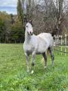 Merrie Welsh Pony (Section B) Te koop 2020 Schimmel ,  Adagio de l'Aurore