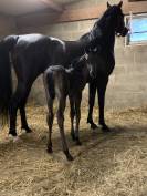 Jument noire Homozygote PP 