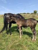 Jument noire Homozygote PP 