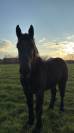 Percheron 