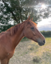 À vendre cheval loisirs