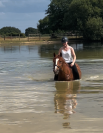 À vendre cheval loisirs
