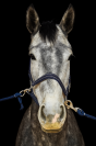 Cheval dressage cso