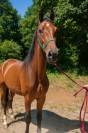 Magnifique 3 ans de dressage