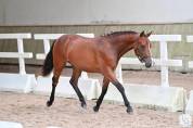 Femelle PFS 2 ans