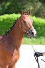 Femelle PFS 2 ans