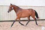 Femelle PFS 2 ans
