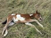 Poulain Apha bai overo