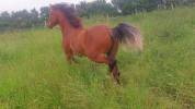 hongre WPB 2 ans