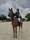 Top jument pour concours amateurs