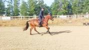 5 ans hongre WBP
