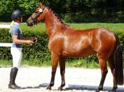 5 ans hongre WBP