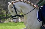 Cheval crème PRE