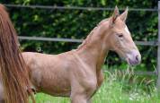 Poulain Lusitanien PSL 