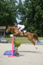 Hongre de un an par Hurricane de Champloue