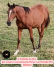 Poneys de sport 