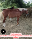 Poneys de sport 