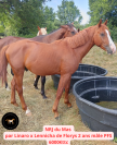 Poneys de sport 