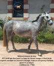 Poneys de sport 