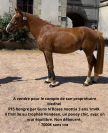 Poneys de sport 